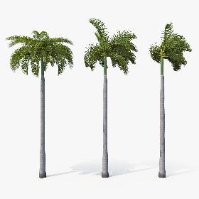 3D Palms Royal 02 model